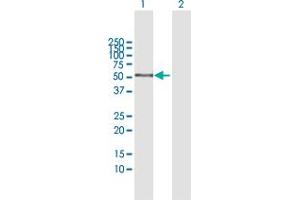 Western Blot analysis of AMY1C expression in transfected 293T cell line by AMY1C MaxPab polyclonal antibody. (AMY1C antibody  (AA 1-511))