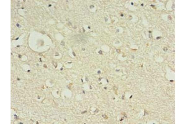 KIF12 antibody  (AA 213-450)