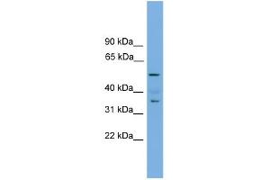 WB Suggested Anti-Nobox Antibody Titration: 0. (NOBOX antibody  (Middle Region))