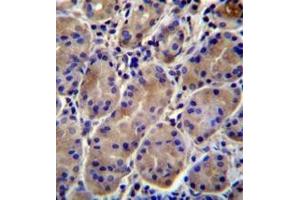 Immunohistochemistry analysis in formalin fixed and paraffin embedded human stomach tissue reacted with KCNJ13 Antibody (N-term) followed which was peroxidase conjugated to the secondary antibody and  followed by DAB staining. (KCNJ13 antibody  (N-Term))