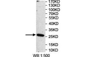 Western blot analysis of recombinant protein using OSGIN2 Antibody. (OSGIN2 antibody)