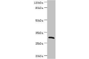 Western blot All lanes: C-type lectin domain family 12 member A antibody at 2 μg/mL + Mouse skeletal muscle tissue Secondary Goat polyclonal to rabbit IgG at 1/10000 dilution Predicted band size: 31, 33, 9, 28, 25 kDa Observed band size: 31 kDa (CLEC12A antibody  (AA 66-265))