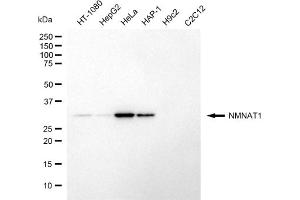 Western blotting analysis using NMNAT1 antibody (ABIN7799594). (NMNAT1 antibody)