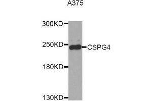 Western blot analysis of extracts of A375 cell line, using CSPG4 antibody. (NG2 antibody  (AA 1950-2210))