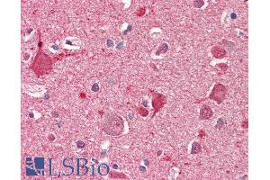 ABIN870654 (5µg/ml) staining of paraffin embedded Human Cortex. (DOC2A antibody  (AA 233-246))