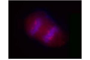 Immunofluorescence (IF) image for anti-Salt-Inducible Kinase 2 (SIK2) antibody (ABIN2666364)