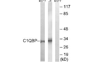 Immunohistochemistry analysis of paraffin-embedded human tonsil tissue, using C1QBP antibody.