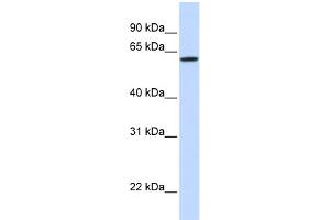 WB Suggested Anti-DGCR2 Antibody Titration:  0. (DGCR2 antibody  (Middle Region))