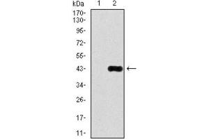 Western Blotting (WB) image for anti-delta-Like 4 (DLL4) antibody (ABIN1846319) (DLL4 antibody)