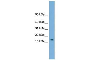 CHCHD1 antibody used at 1 ug/ml to detect target protein. (CHCHD1 antibody  (N-Term))