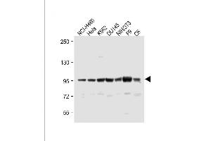 All lanes : Anti-ABCF1 Antibody (C-term) at 1:1000 dilution Lane 1: NCI- whole cell lysate Lane 2: Hela whole cell lysate Lane 3: K562 whole cell lysate Lane 4: D whole cell lysate Lane 5: NIH/3T3 whole cell lysate Lane 6: F9 whole cell lysate Lane 7: C6 whole cell lysate Lysates/proteins at 20 μg per lane. (ABCF1 antibody  (C-Term))
