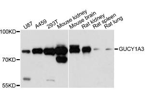 Western blot analysis of extracts of various cell lines, using GUCY1A3 antibody. (GUCY1A1 antibody)