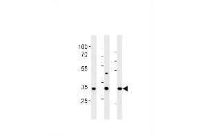 CGREF1 antibody  (C-Term)