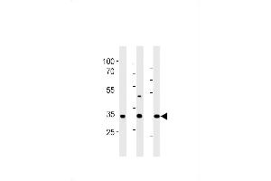 RAT Cgref1 Antibody (C-term) (ABIN1881716 and ABIN2843443) western blot analysis in rat liver,stomach and testis tissue lysates (35 μg/lane). (CGREF1 antibody  (C-Term))
