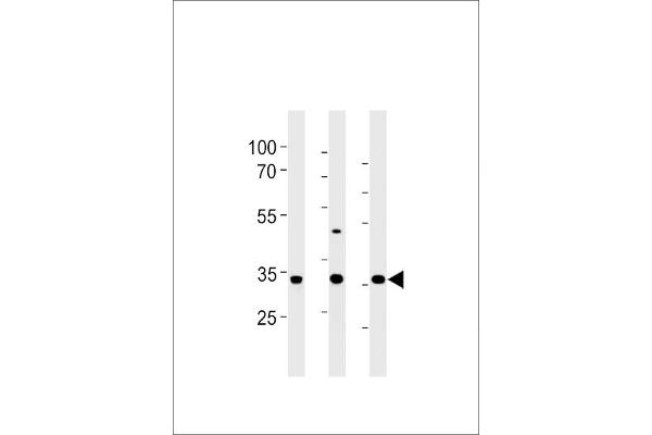 CGREF1 antibody  (C-Term)