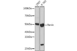 Western blot analysis of extracts of various cell lines, using Renin Rabbit mAb (ABIN7269913) at 1:1000 dilution. (Renin antibody)