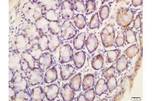 Formalin-fixed and paraffin embedded mouse intestine labeled with Anti-pan methyl Lysine Polyclonal Antibody, Unconjugated  at 1:200 followed by conjugation to the secondary antibody and DAB staining (Methylated Lysine (methylated) antibody)