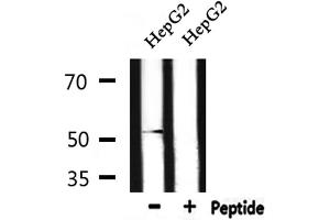 Western blot analysis of extracts from HepG2 , using DRD2 Antibody. (Dopamine d2 Receptor antibody  (Internal Region))