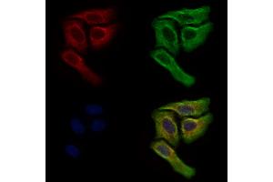 ABIN7094871 and ABIN7098923 staining Hela cells by IF/ICC.