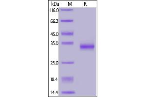 SARS-CoV-2 S protein RBD (V483A), His Tag on SDS-PAGE under reducing (R) condition. (SARS-CoV-2 Spike S1 Protein (RBD, V483A) (His tag))