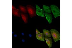 ABIN6258626 and ABIN6274597 staining  cells by IF/ICC. (Cadherin-16 antibody  (C-Term))