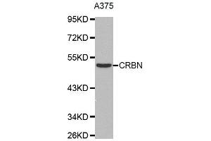 Western Blotting (WB) image for anti-Cereblon (CRBN) antibody (ABIN1876059) (CRBN antibody)