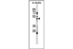 Western blot analysis of HDAC11 Antibody (Center) in mouse testis tissue lysates (35ug/lane).