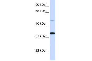 CDK3 antibody (70R-10467) used at 0. (CDK3 antibody  (C-Term))