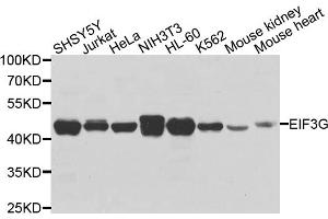 Western blot analysis of extracts of various cell lines, using EIF3G antibody.