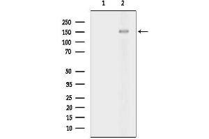 anti-Protein tyrosine Phosphatase, Receptor Type, A (PTPRA) (pTyr798) antibody