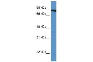 Western Blot showing CUL4A antibody used at a concentration of 1 ug/ml against Fetal Heart Lysate (Cullin 4A antibody  (Middle Region))