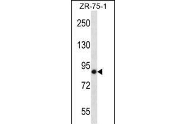 LRRN4 antibody  (C-Term)