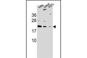 ARL6IP6Antibody (N-term) (ABIN657260 and ABIN2846355) western blot analysis in ,Hela,Jurkat cell line lysates (35 μg/lane). (ARL6IP6 antibody  (N-Term))