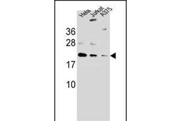 ARL6IP6 Antikörper  (N-Term)