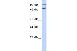 FCHO1 antibody used at 1 ug/ml to detect target protein. (FCHO1 antibody  (Middle Region))