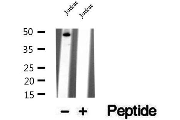 WDR18 antibody  (Internal Region)