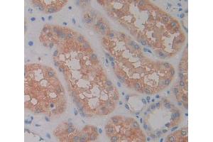 Used in DAB staining on fromalin fixed paraffin- embedded kidney tissue (RGS7 antibody  (AA 1-144))