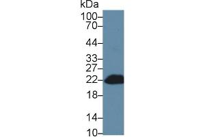 Detection of Bid in Mouse Blood Cells lysate using Polyclonal Antibody to BH3 Interacting Domain Death Agonist (Bid) (BID antibody  (AA 1-195))