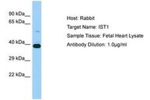 Image no. 1 for anti-Increased Sodium Tolerance 1 Homolog (IST1) (N-Term) antibody (ABIN6750206) (IST1 antibody  (N-Term))