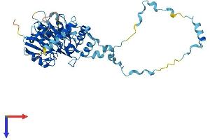 Intraflagellar Transport 52 Homolog (IFT52) (AA 1-426) protein (His tag)