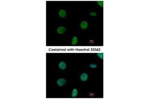 ICC/IF Image Immunofluorescence analysis of paraformaldehyde-fixed HeLa, using C1orf57, antibody at 1:500 dilution. (C1orf57 antibody  (C-Term))