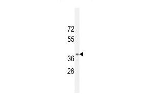 NPSR1 Antibody (C-term) (ABIN654640 and ABIN2844337) western blot analysis in mouse kidney tissue lysates (35 μg/lane). (NPSR1 antibody  (C-Term))