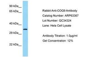 Image no. 1 for anti-Coenzyme Q9 Homolog (COQ9) (AA 36-85) antibody (ABIN6749976) (COQ9 antibody  (AA 36-85))