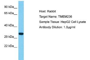 Host: Rabbit Target Name: TMEM236 Sample Type: HepG2 Whole Cell lysates Antibody Dilution: 1. (TMEM236 antibody  (Middle Region))