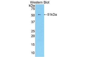 Western Blotting (WB) image for anti-Kallikrein 8 (KLK8) (AA 33-250) antibody (ABIN1859559) (Kallikrein 8 antibody  (AA 33-250))