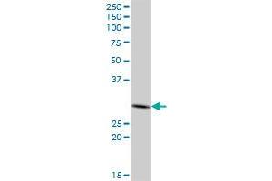 PHYHD1 MaxPab polyclonal antibody. (PHYHD1 antibody  (AA 1-297))