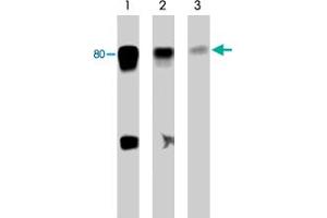 Western blot of human SYF cSrc-transformed cells. (WASF1 antibody  (N-Term))