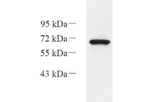 EIF2AK1 antibody