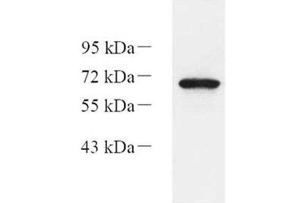 EIF2AK1 antibody
