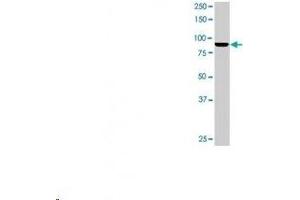 Image no. 3 for anti-Proteasome (Prosome, Macropain) 26S Subunit, Non-ATPase, 14 (PSMD14) antibody (ABIN108606) (PSMD14 antibody)